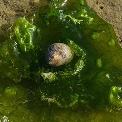 Littorina littorea