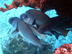 Plectorhinchus gibbosus