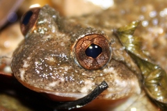 Quasipaa exilispinosa