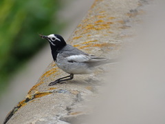 Motacilla alba personata