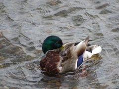 Anas platyrhynchos