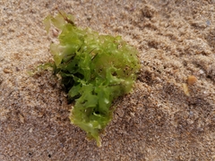 Ulva lactuca