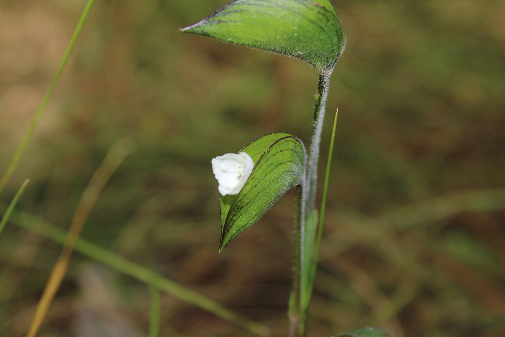 Commelina nivea (Commelina nivea)