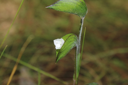 Commelina nivea (Commelina nivea)