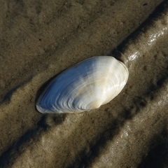 Mya arenaria
