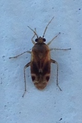 Plagiognathus delicatus