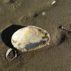 Mya arenaria