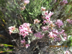Amphithalea ericifolia ericifolia