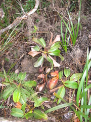 Nepenthes villosa