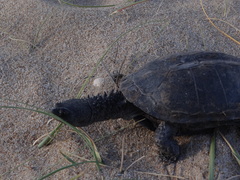 Spiny-Necked Turtle photo 4