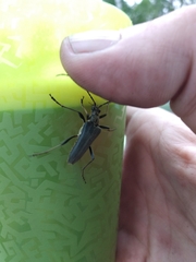 Stenocorus meridianus