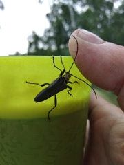 Stenocorus meridianus