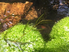 Potamogeton maackianus