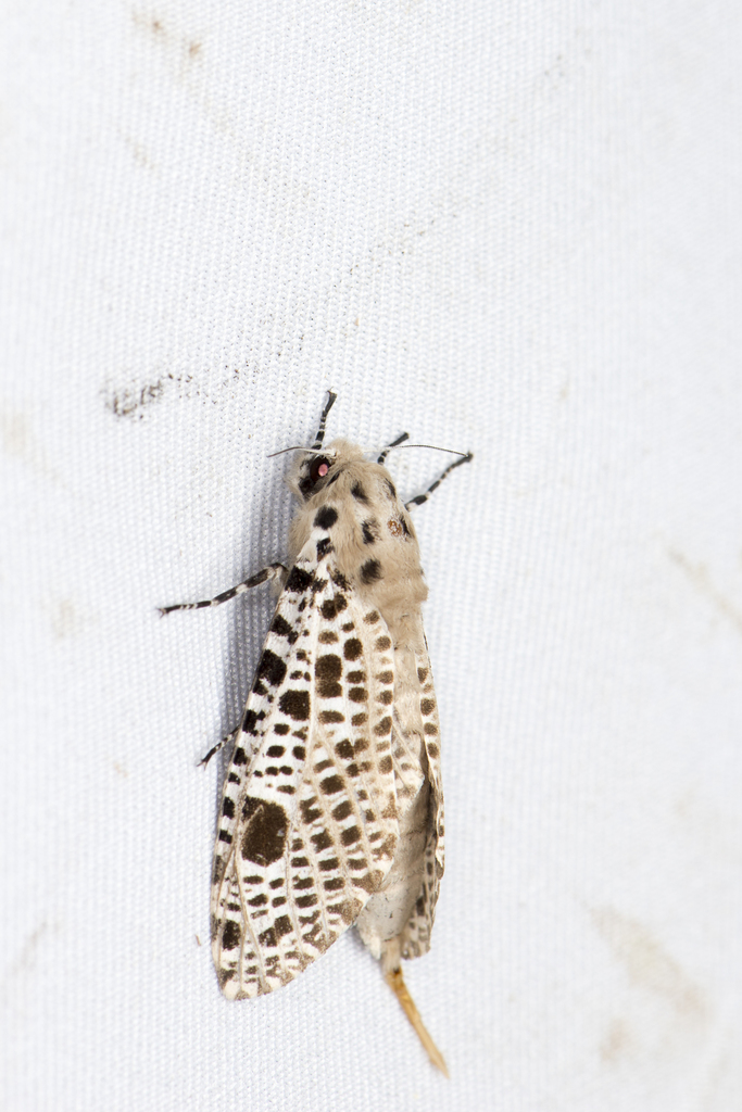 Rapdalus