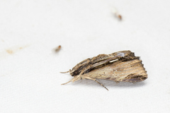 Ercheia niveostrigata