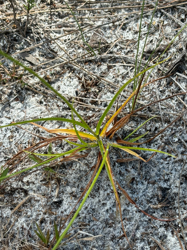 Image of Cyperus nashii by no rights reserved