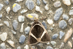 Fodina contigua