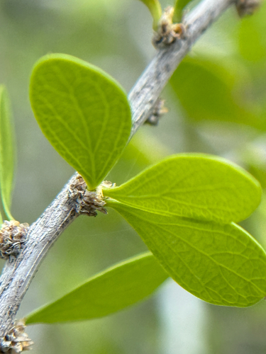 Image of Schaefferia cuneifolia by (c) Chet Burrier, some rights reserved (CC BY)