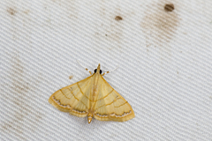 Pagyda lustralis