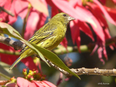 Crithagra citrinelloides