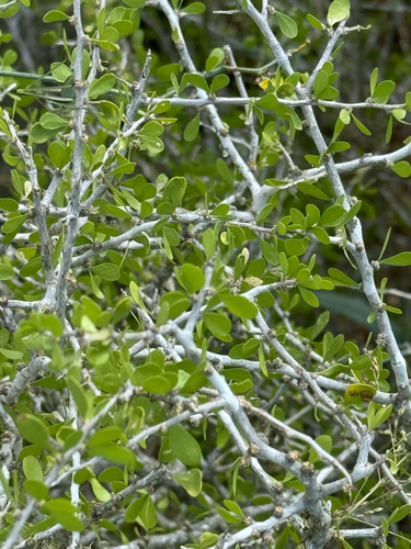 Image of Schaefferia cuneifolia by (c) Chet Burrier, some rights reserved (CC BY)