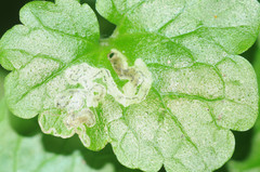 Phytomyza glechomae