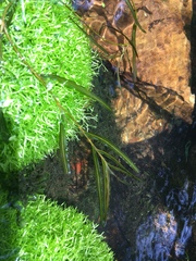 Potamogeton maackianus