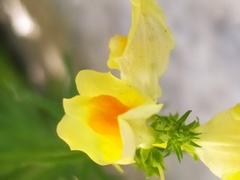 Linaria vulgaris