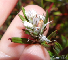 Polygonum paronychia
