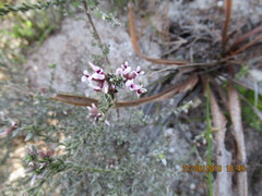 Amphithalea ericifolia ericifolia