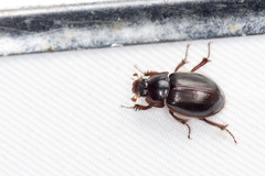 Phaeochrous emarginatus