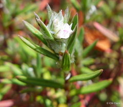 Polygonum paronychia