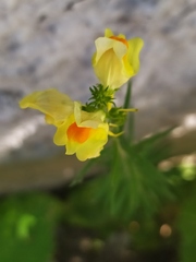 Linaria vulgaris