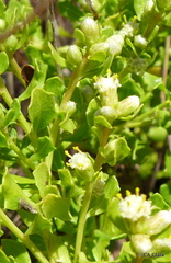Baccharis pilularis