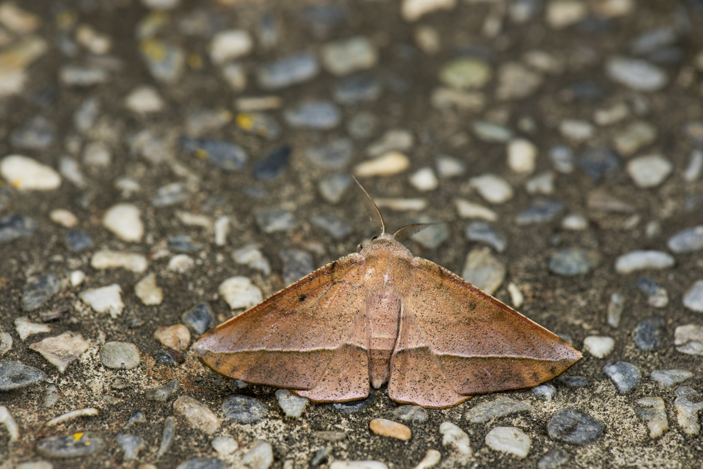 Sarcinodes mongaku