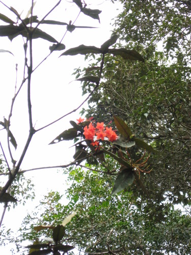 Rhododendron fallacinum