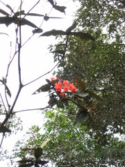 Rhododendron fallacinum