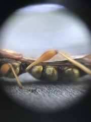 Necydalis cavipennis