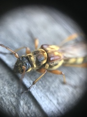 Necydalis cavipennis