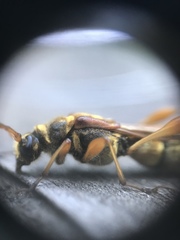 Necydalis cavipennis