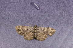 Pseudocollix hyperythra catalalia