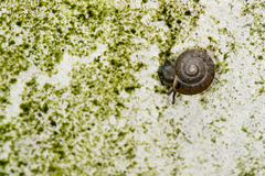 Helicarionidae