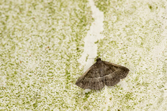 Adrapsa mediana