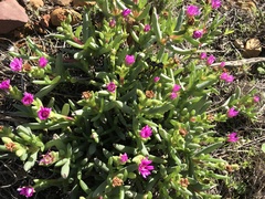 Ruschia diversifolia