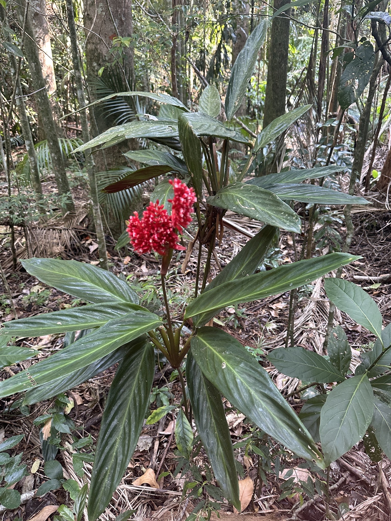 Imagem de Calateia Triostar