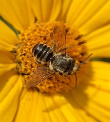 Megachile