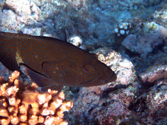 Cephalopholis argus
