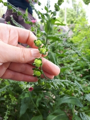 Cynoglossum officinale