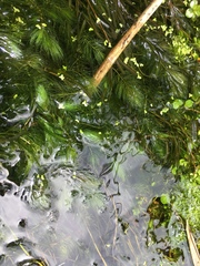 Ceratophyllaceae