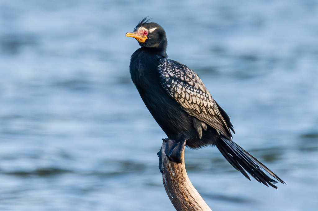 Long-Tailed Cormorant